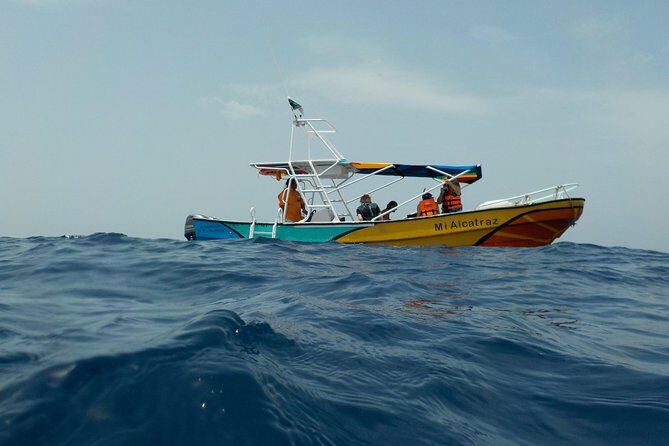 Swim with whale sharks on a private tour - What to Expect from the Tour