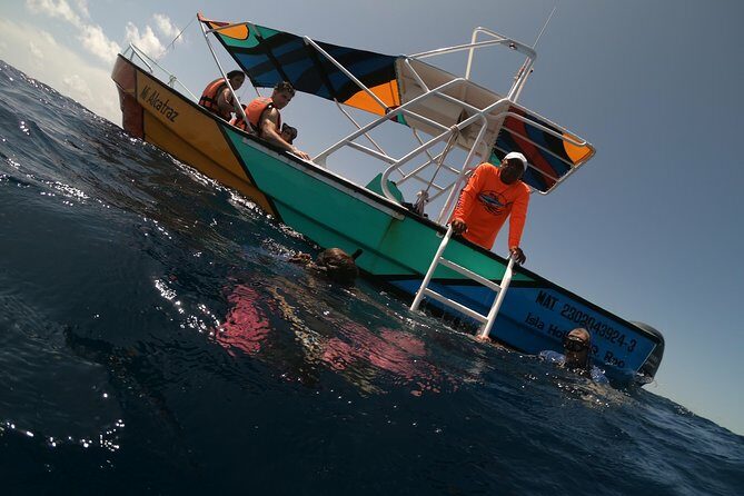 Swim with whale sharks on a private tour - Pricing and Value