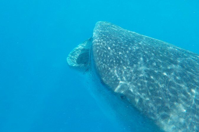 Swim with whale sharks on a private tour - Practical Tips for Booking and Enjoying Your Trip