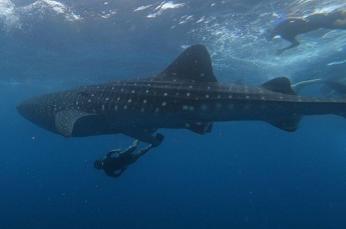 Swim with whale sharks on a private tour - FAQs
