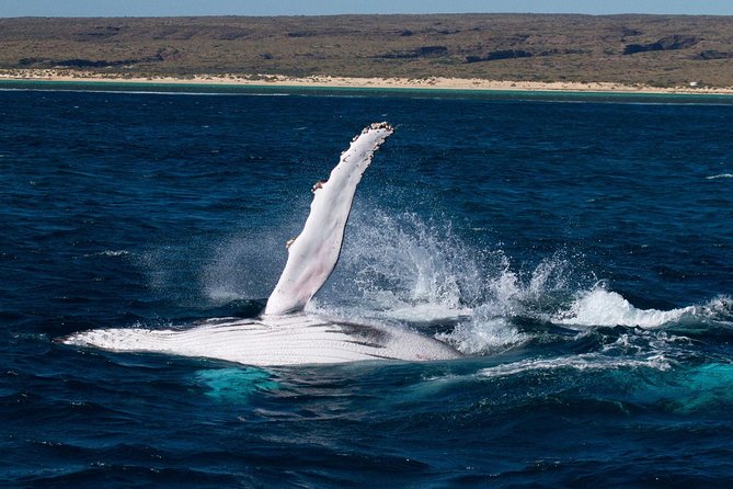 Swim With Whale Sharks- the Largest Fish in the World! - Pickup and Dropoff