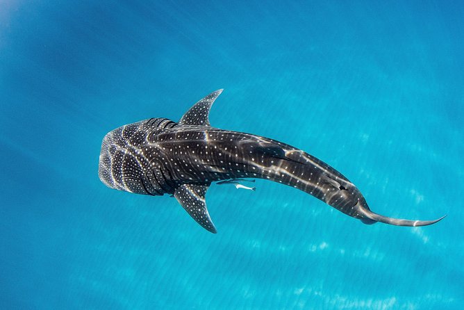 Swim With Whale Sharks- the Largest Fish in the World! - Start Time and Availability