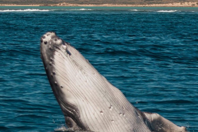Swim With Whale Sharks- the Largest Fish in the World! - Reviews and Location