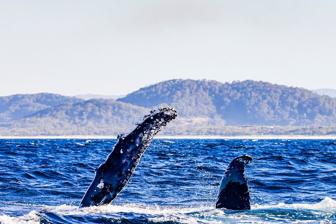 Swim With Whales Gold Coast - Booking Information