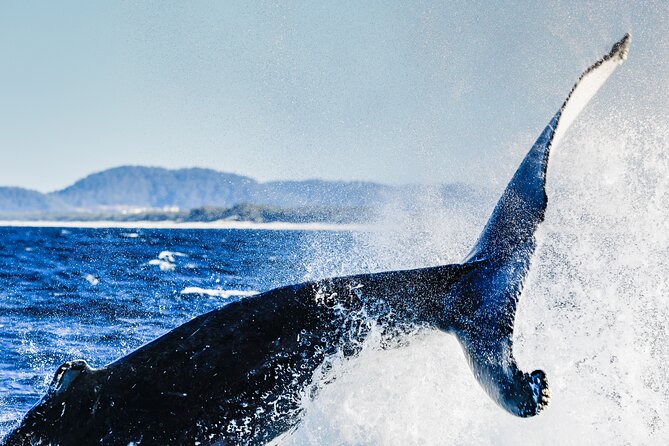 Swim With Whales Gold Coast - Traveler Considerations