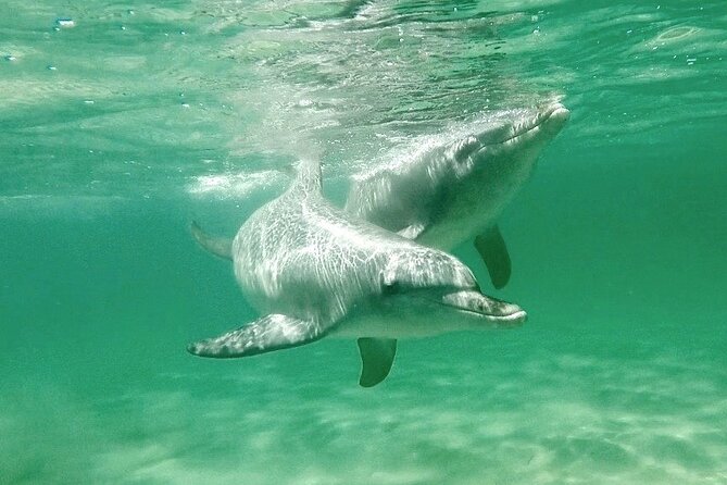 Swim With Wild Dolphins Day Tour - Included in the Tour