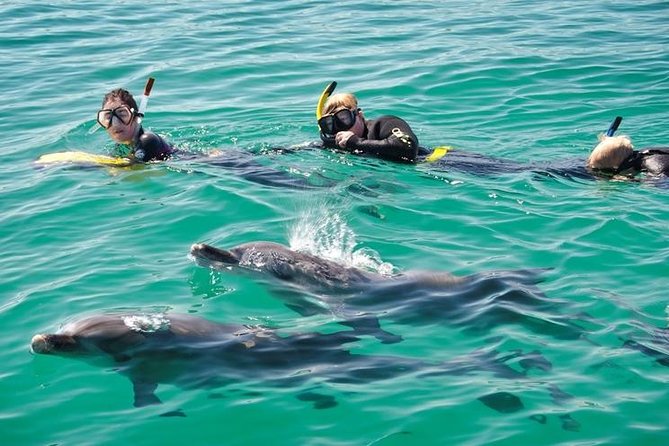 Swim With Wild Dolphins Day Tour - Activity Details