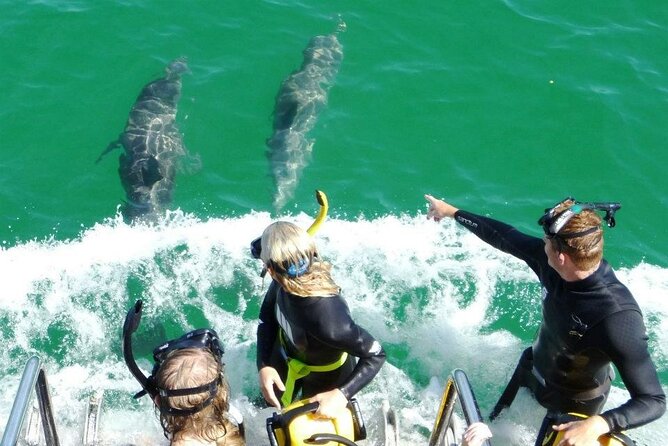Swim With Wild Dolphins Day Tour - Safety and Precautions