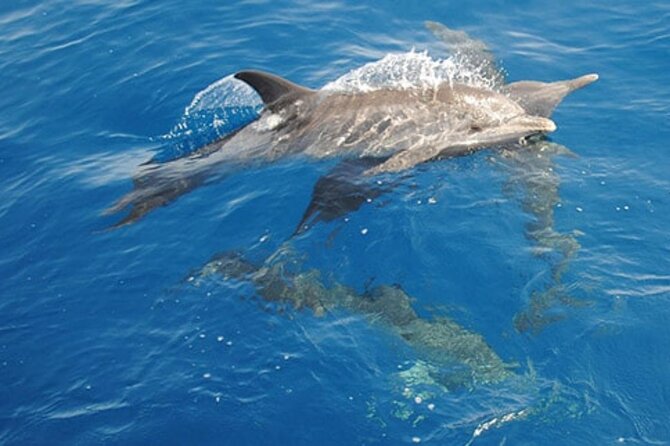 Swim With Wild Dolphins in Hurghada - Meeting and Pickup