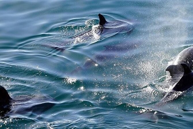 Swim With Wild Dolphins in Hurghada - Recap