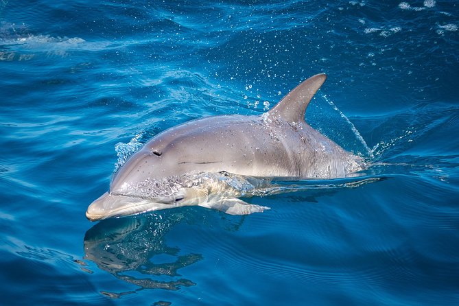 Swim With Wild Dolphins in Tauranga - Customer Experiences