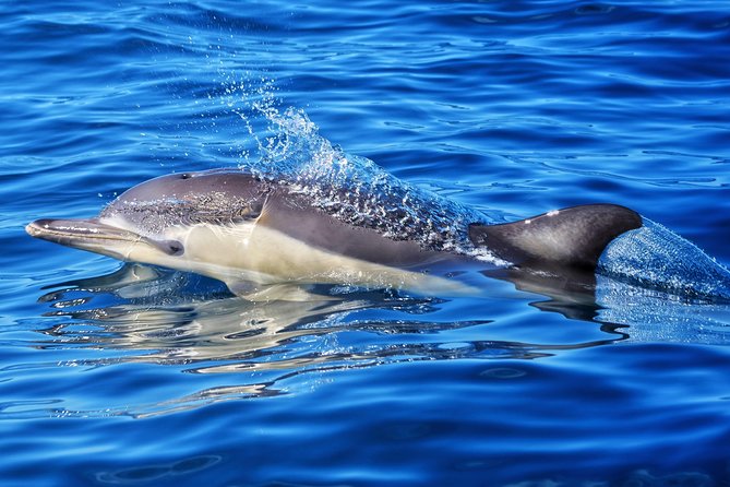 Swim With Wild Dolphins in Tauranga - Feedback and Responses
