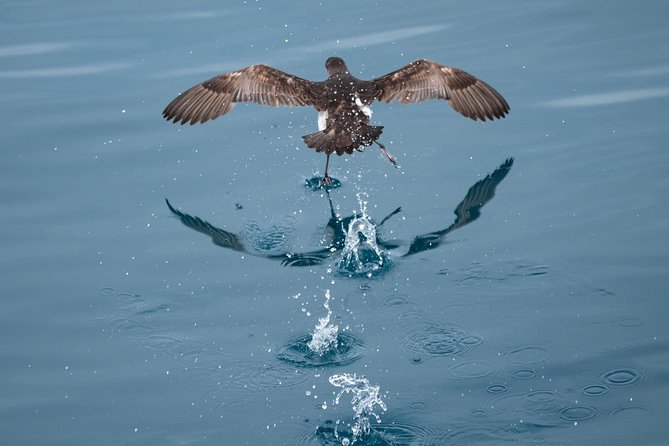 Swim With Wild Dolphins in Tauranga - Booking and Availability