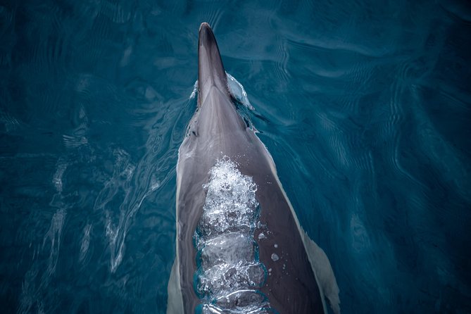Swim With Wild Dolphins in Tauranga - Safety Considerations