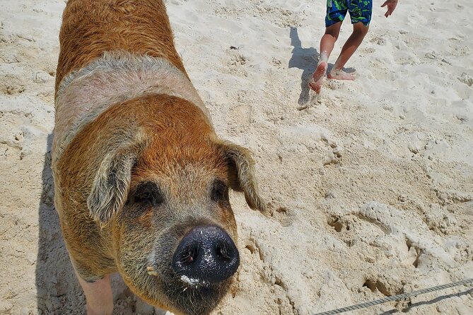 Swiming Pigs and Shark Tour Nassau to Exuma by Plane and Boat - Pricing and Cancellation Policy