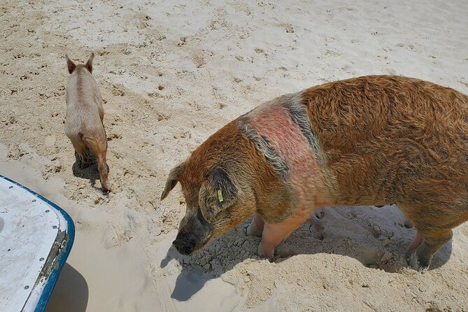 Swiming Pigs and Shark Tour Nassau to Exuma by Plane and Boat - How to Book Your Adventure