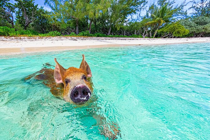 Swimming Pigs and Pearl Island Beach Escape - Transportation and Amenities