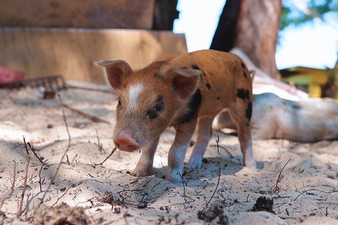 Swimming Pigs & ATV Tour - Encounter With Swimming Pigs