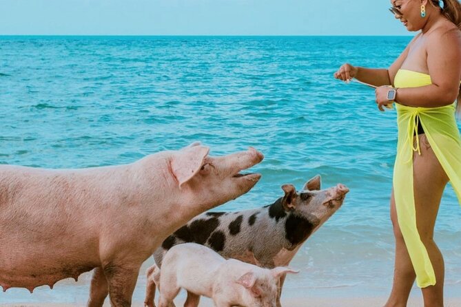 Swimming Pigs of Rose Island & Sea Turtle Viewing Group Tour - Feeding the Pigs