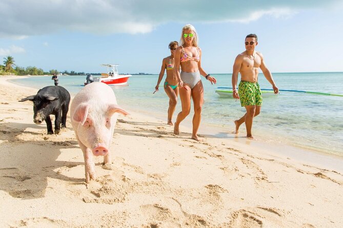 Swimming Pigs of Rose Island & Sea Turtle Viewing Group Tour - Lunch and Drinks