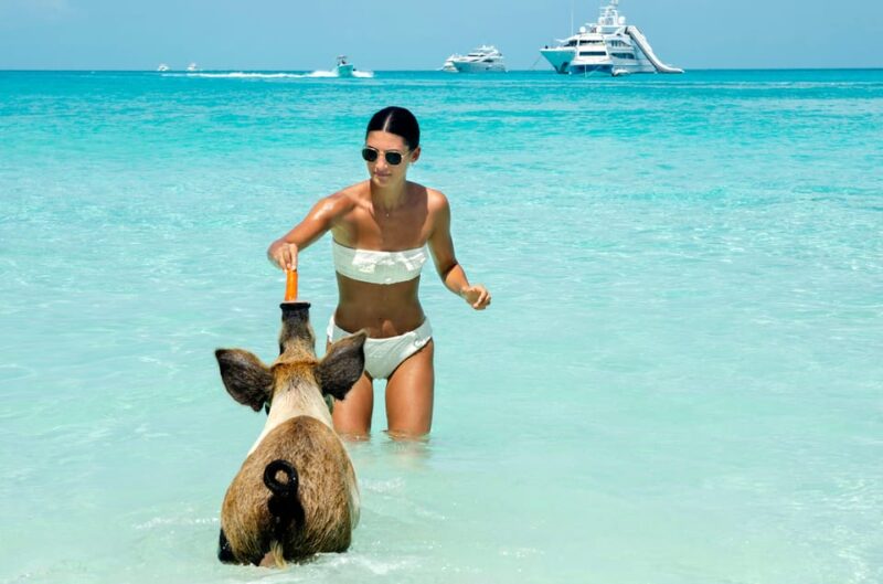 SWIMMING PIGS & SNORKELING 2HR BOAT TOUR FROM NASSAU - Key Points