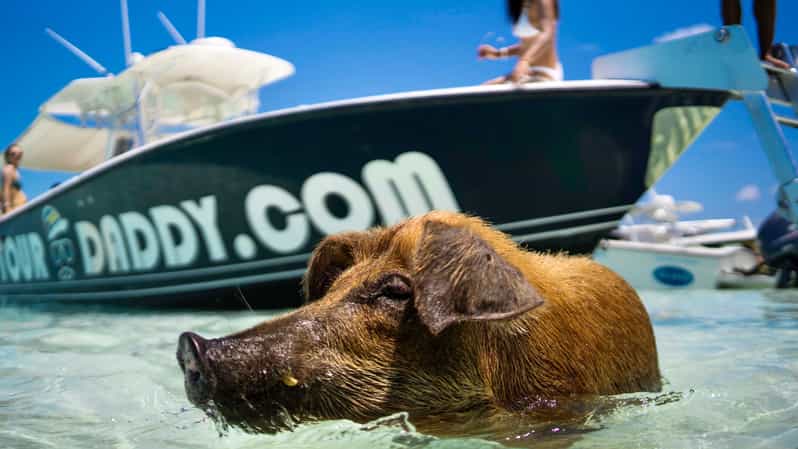 SWIMMING PIGS & SNORKELING 2HR BOAT TOUR FROM NASSAU - Pricing and Duration