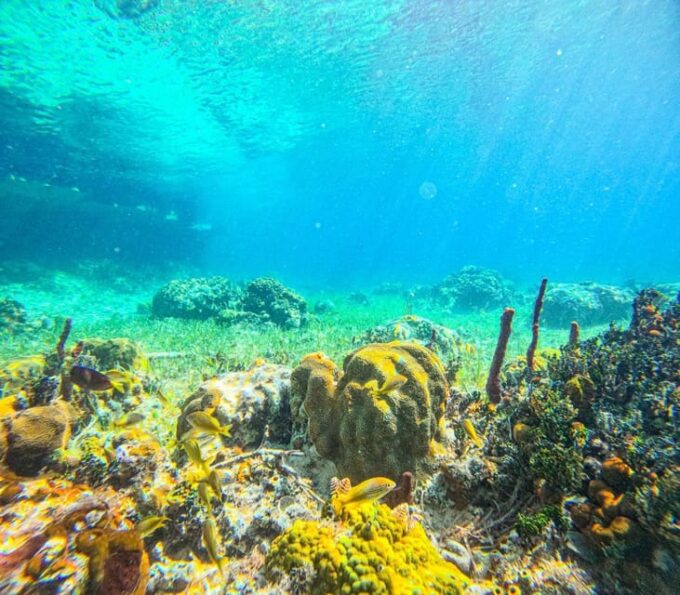 SWIMMING PIGS & SNORKELING 2HR BOAT TOUR FROM NASSAU - Cancellation Policy