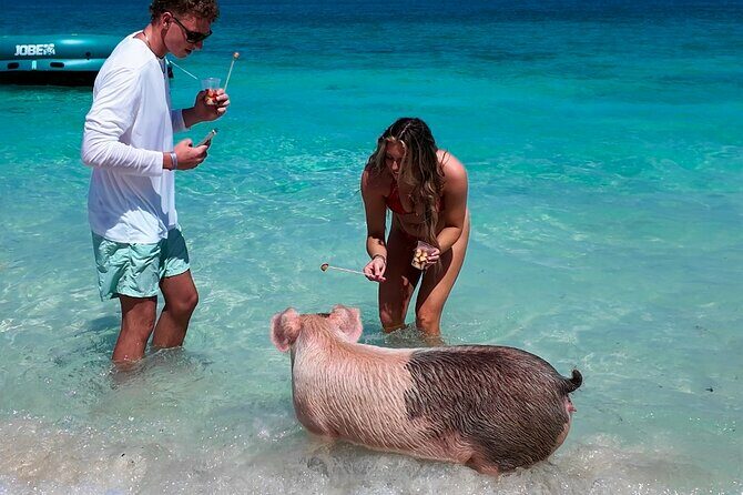 Swimming Pigs, Snorkeling and Beach Tour in Nassau Bahamas - The Itinerary: What to Expect