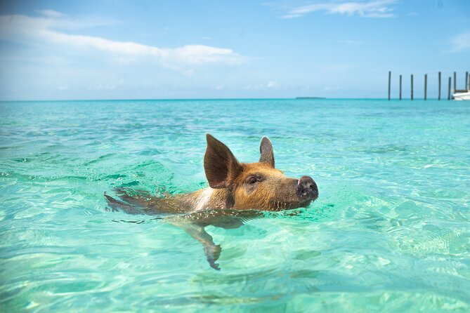 Swimming Pigs With Pickup: Pig Cant Fly, but They Do Swim! - Overview and Experience