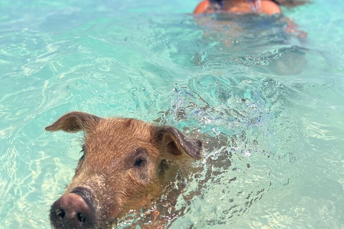 Swimming Pigs With Pickup: Pig Cant Fly, but They Do Swim! - Customer Feedback