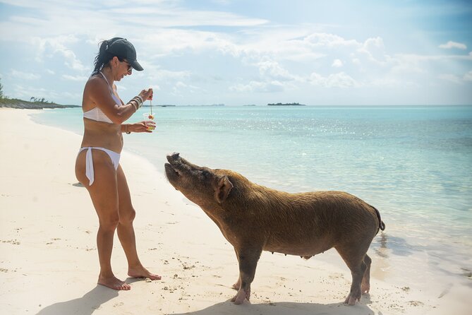 Swimming Pigs With Pickup: Pig Cant Fly, but They Do Swim! - Recommendations