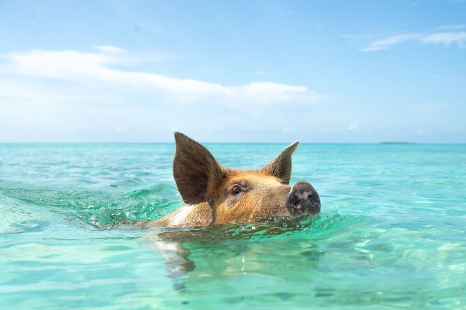 Swimming Pigs With Pickup: Pig Cant Fly, but They Do Swim! - Tour Capacity