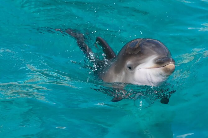 Swimming With Dolphin in Red Sea Adventure With Lunch - Hurgada - Inclusions and Whats Provided