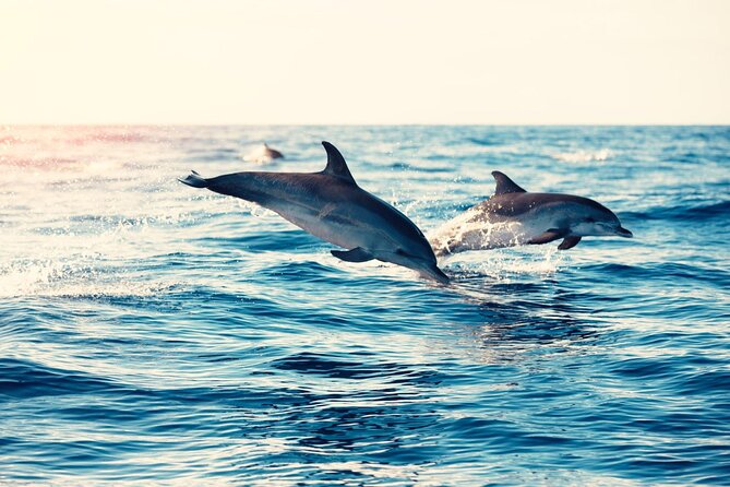Swimming With Dolphin in Red Sea Adventure With Lunch - Hurgada - Cancellation and Refund Policy