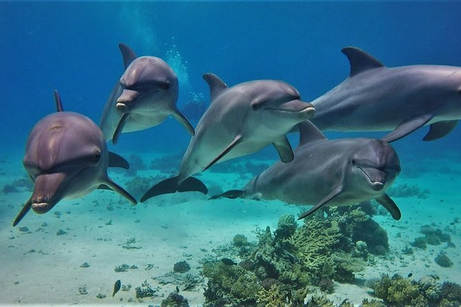 Swimming With Dolphin VIP Snorkeling Sea Trip With Lunch and Transfer - Hurghada - Included Experiences