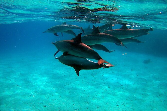 Swimming With Dolphins in Sharm El Shaikh - Activity Details
