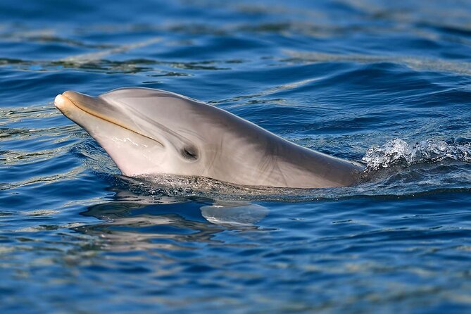 Swimming With Dolphins in Sharm El Shaikh - Pickup and Dropoff