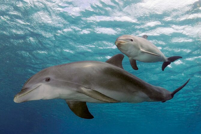 Swimming With Dolphins in Sharm El Shaikh - Preparing for the Experience