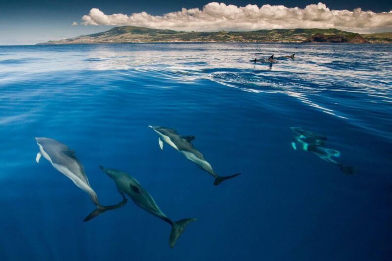 Swimming With Dolphins in Terceira Island - Wildlife Interaction Policy