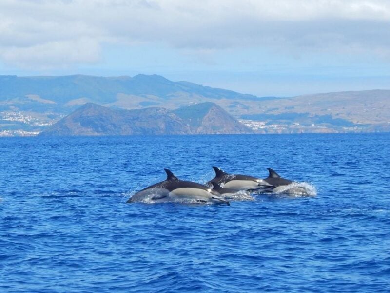 Swimming With Dolphins in Terceira Island - Participant Requirements