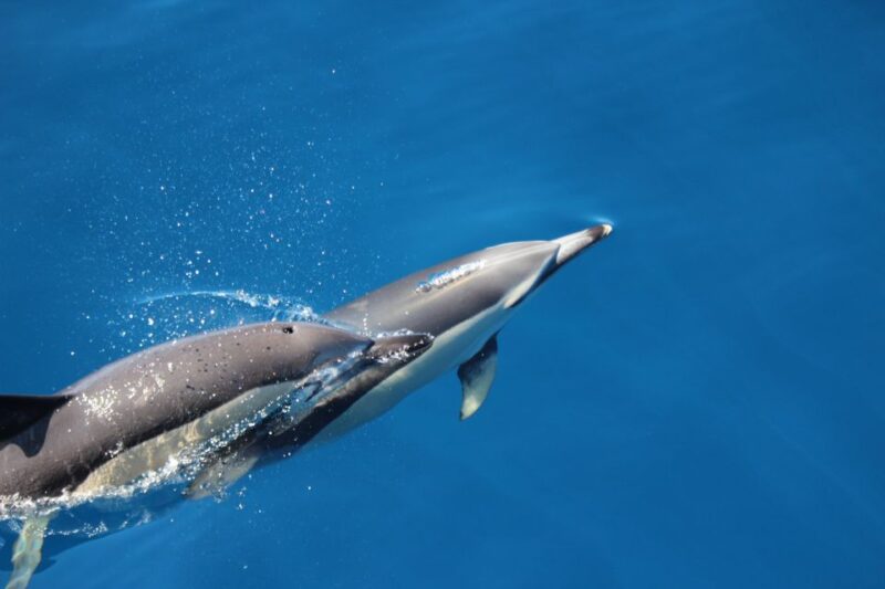 Swimming With Dolphins in Terceira Island - What to Bring