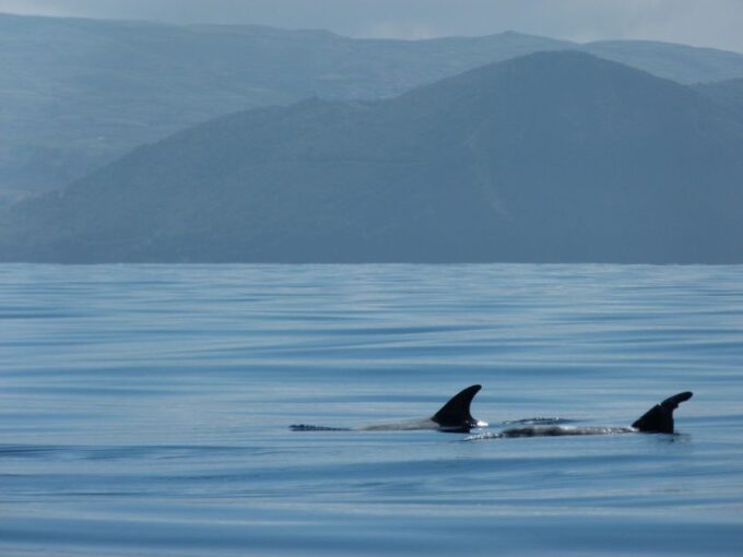 Swimming With Dolphins in Terceira Island - Customer Reviews