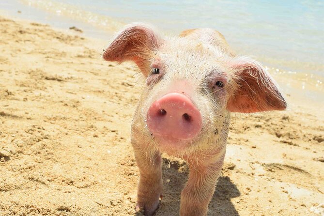 Swimming With Pigs in Nassau, Transportation Included - Tour Overview