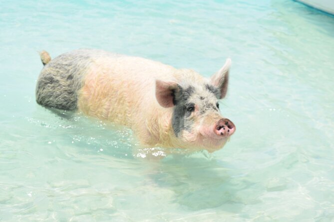 Swimming With Pigs in Nassau, Transportation Included - Booking and Cancellation