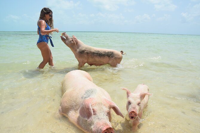 Swimming With Pigs in Nassau, Transportation Included - Tour Capacity