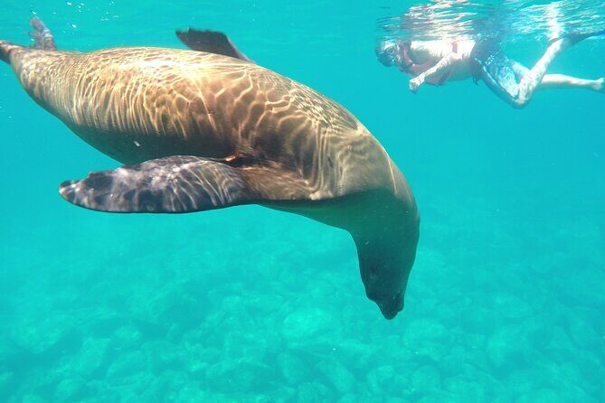 Swimming with sea lions in Isla Espiritu Santo, La Paz, Mexico - Exploring the Sea Lion Encounter in Isla Espiritu Santo, La Paz, Mexico