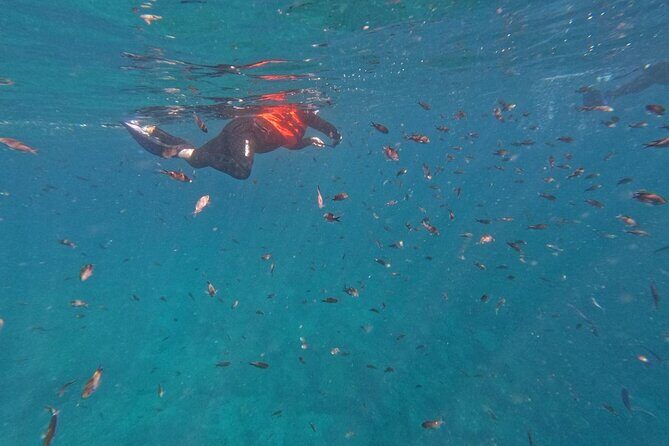 Swimming with sea lions in Isla Espiritu Santo, La Paz, Mexico - Authentic Reviews: What Travelers Say