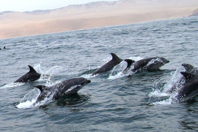 Swimming With Sea Lions in Islas Palomino Lima - Tour Details