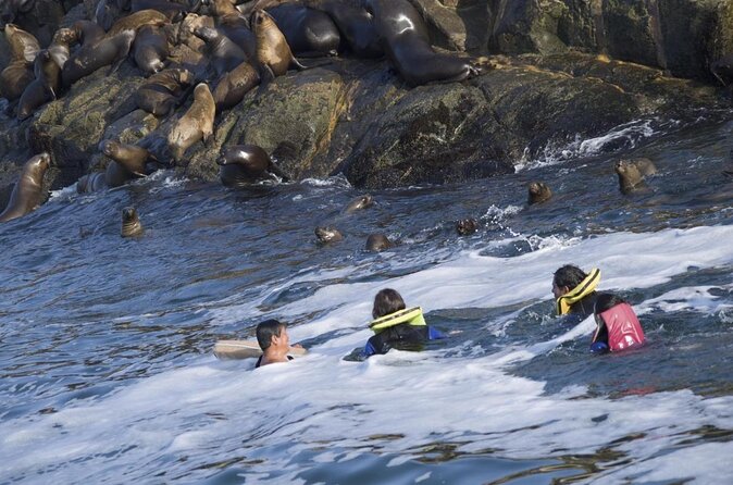 Swimming With Sea Lions in Islas Palomino Lima - Inclusions
