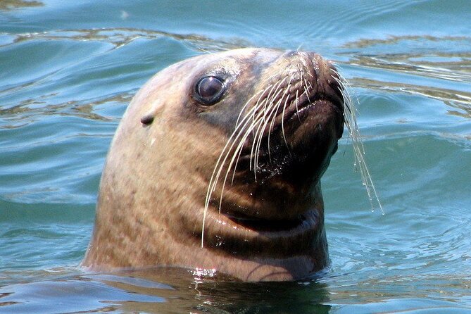 Swimming With Sea Lions in Islas Palomino Lima - Preparing for the Adventure